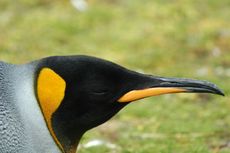 Königspinguin (70 von 84).jpg